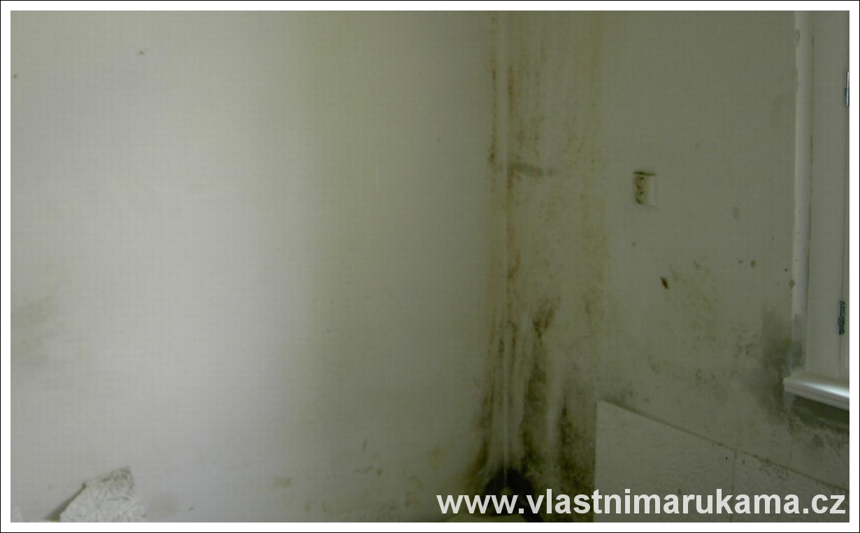 plíseň na stěně, foto Michi