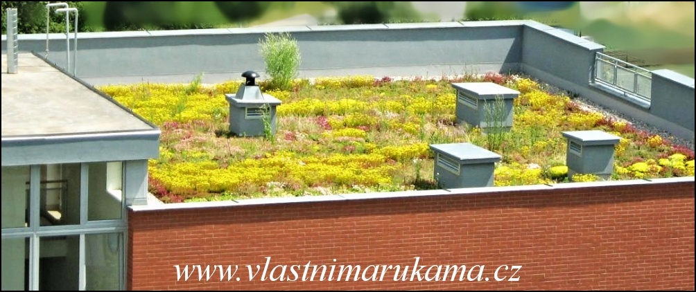 Zatravněná střecha na domě - žlutě kvetoucí sukulenty