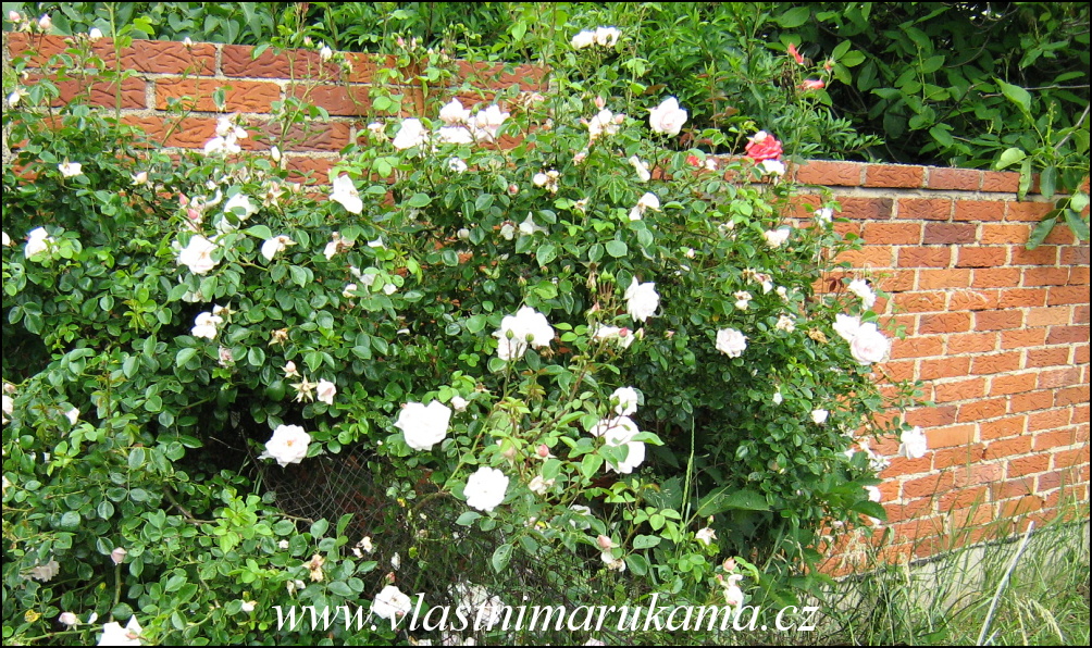 cihlová zeď v zahradě, v popředí popívané růže