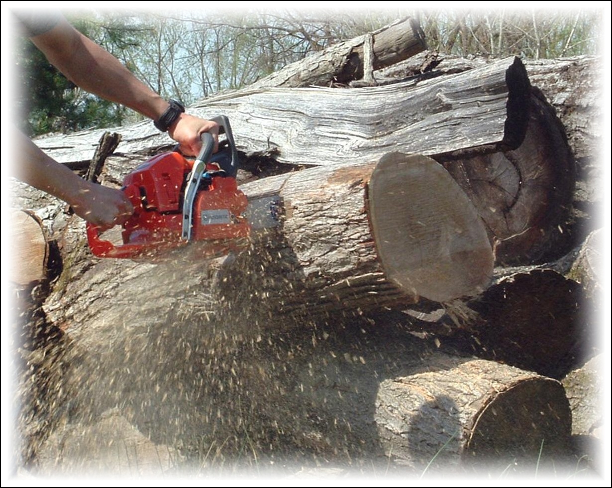 práce s řetězovou pilou, foto archiv firmy Řetězová pila v akci