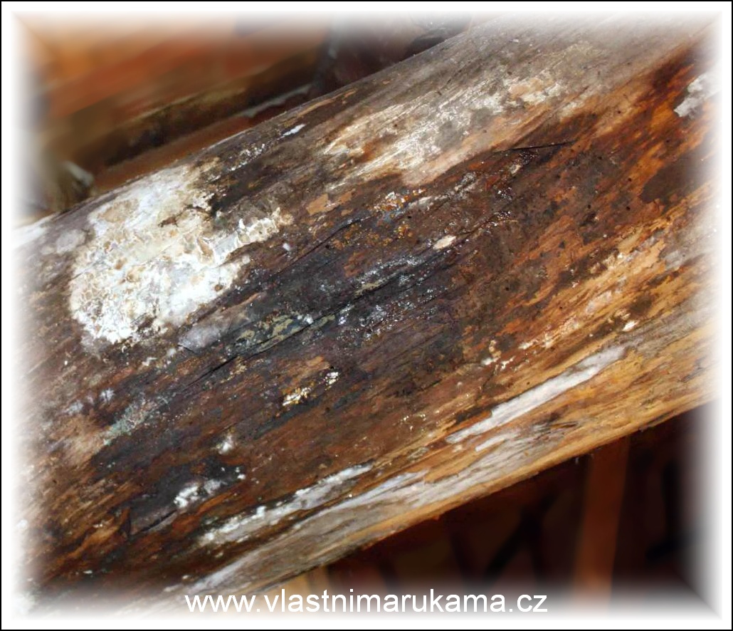 Dřevokazné houby dřevomorka domácí na střešním trámu