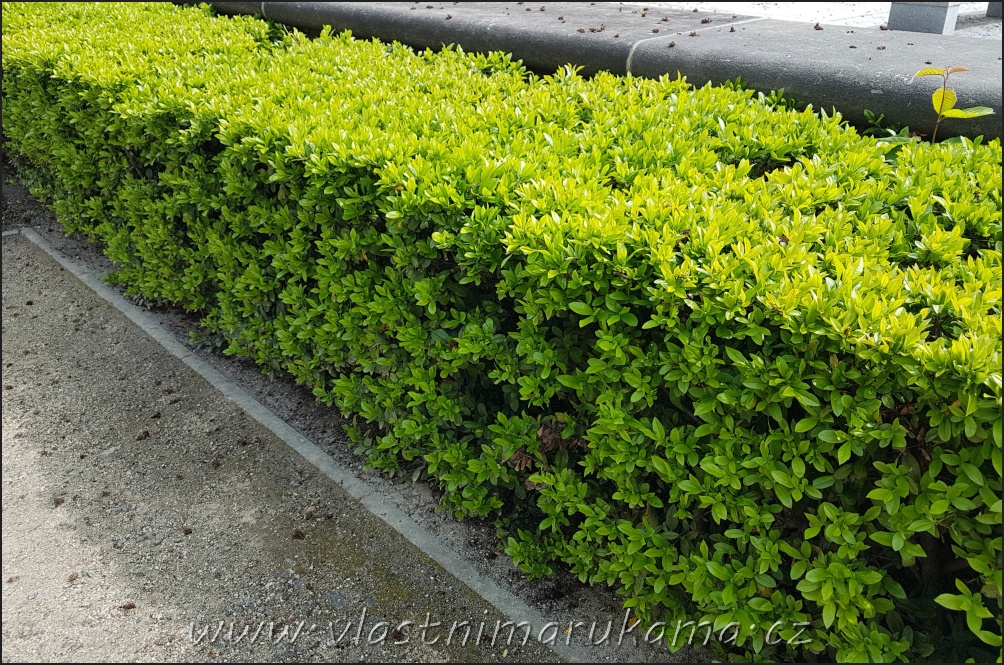 Správná péče o živé ploty zvýší jeho životnost i vzhled.